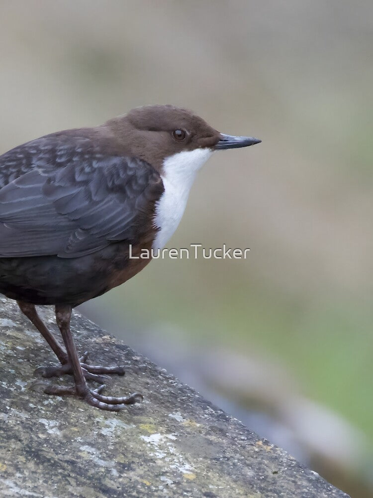 Dipper by LaurenTucker