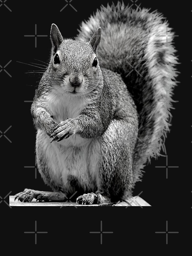 Classic Squirrel - Black and White by WildWoyages
