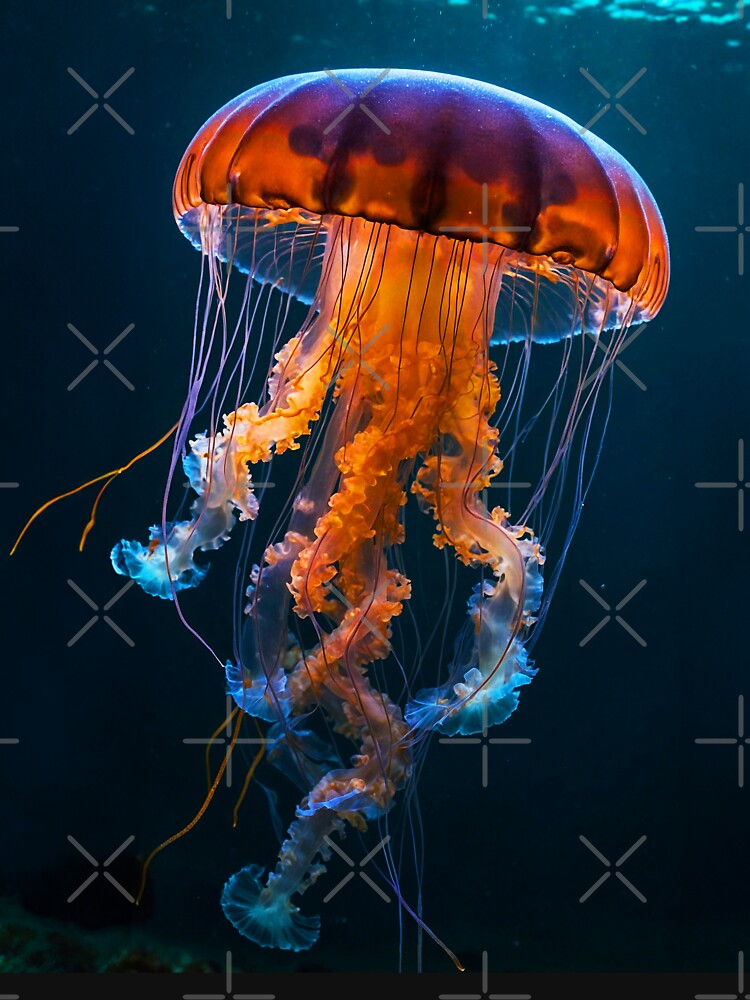 Jellyfish by SassyArtistry