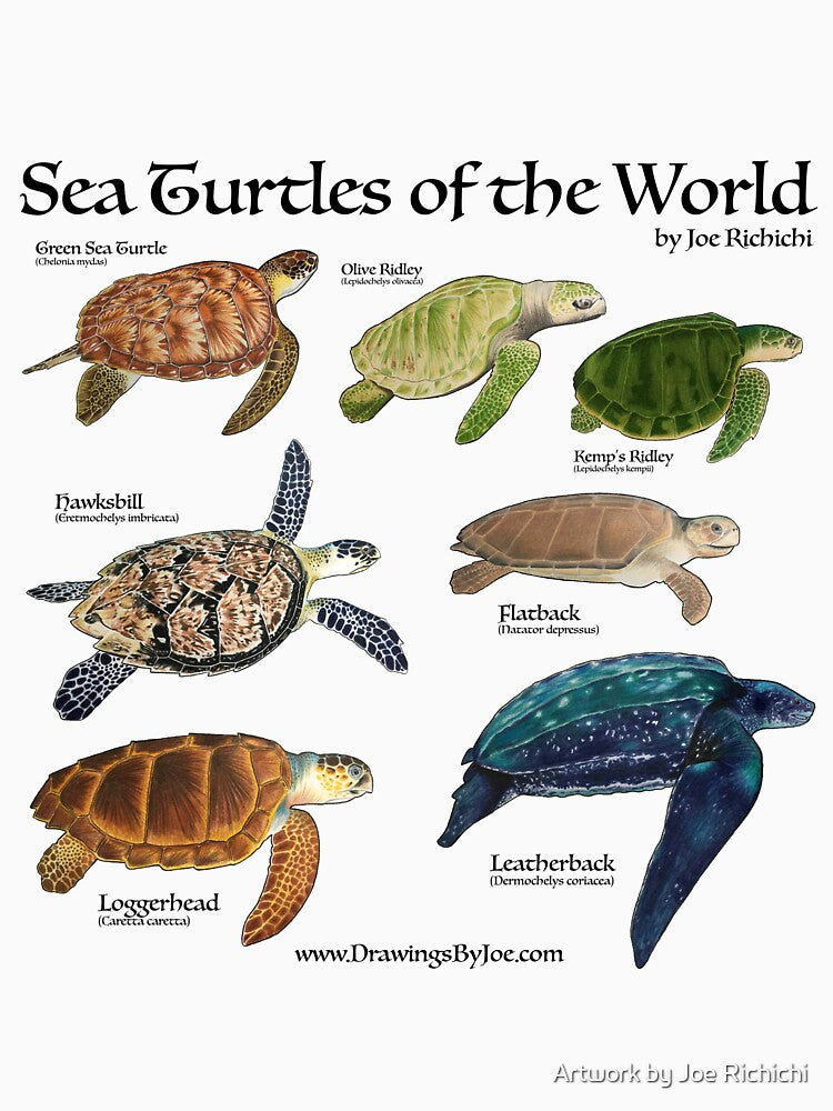 Sea Turtles of the World by Joe Richichi