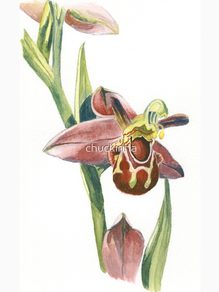 Bee Orchid by chuckirina