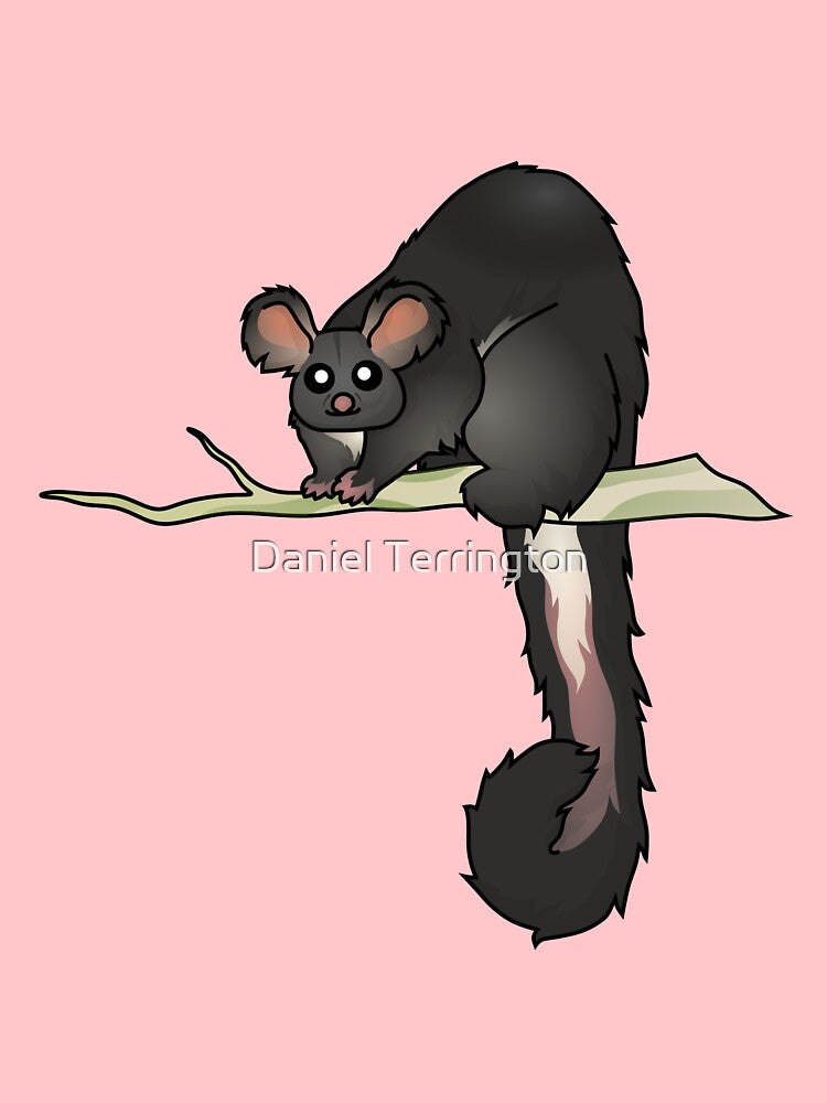 Southern Greater Glider (dark) by Daniel Terrington