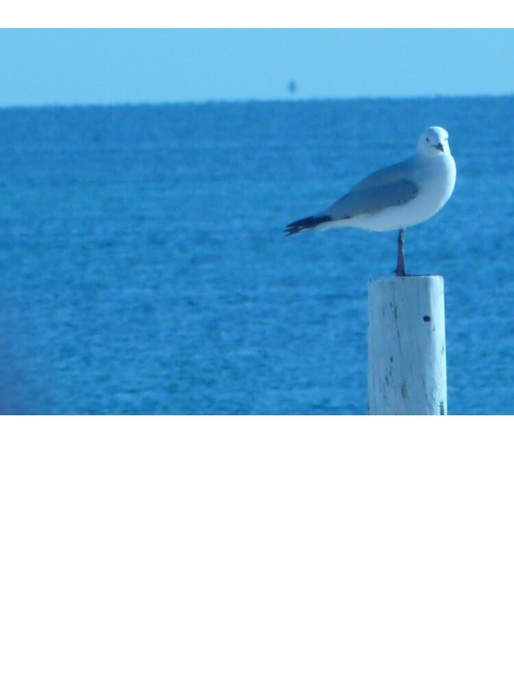 seagull! by AnyaForgerlei