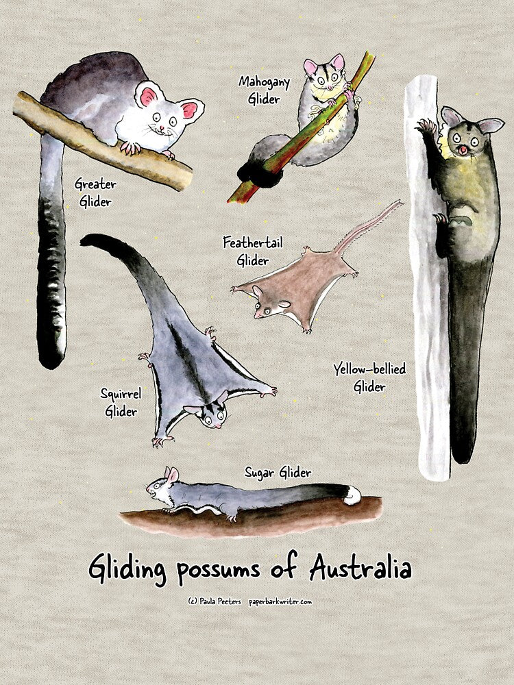Gliding possums of Australia by Paula Peeters